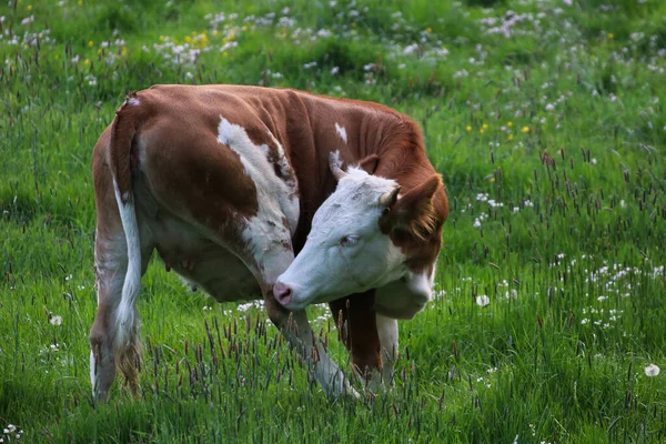 一头漂亮的奶牛在牧场里吃草 — 图库照片