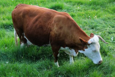 Otlakta otlayan güzel bir inek