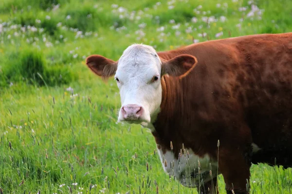 Μια Όμορφη Αγελάδα Βόσκηση Στο Βοσκότοπο — Φωτογραφία Αρχείου