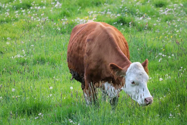 Uma Bela Vaca Pastando Pasto — Fotografia de Stock