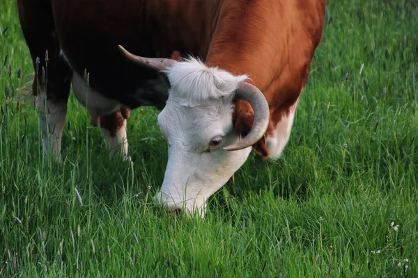 Uma Bela Vaca Pastando Pasto — Fotografia de Stock