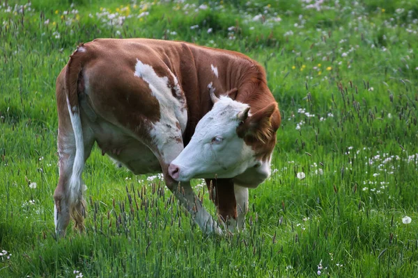 Uma Bela Vaca Pastando Pasto — Fotografia de Stock