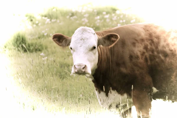 Obra Arte Una Hermosa Vaca Pastando Pasto —  Fotos de Stock