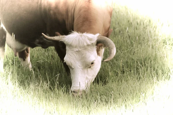 Obra Arte Uma Bela Vaca Pastando Pasto — Fotografia de Stock