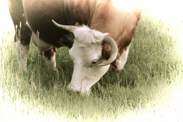 Obra Arte Una Hermosa Vaca Pastando Pasto —  Fotos de Stock