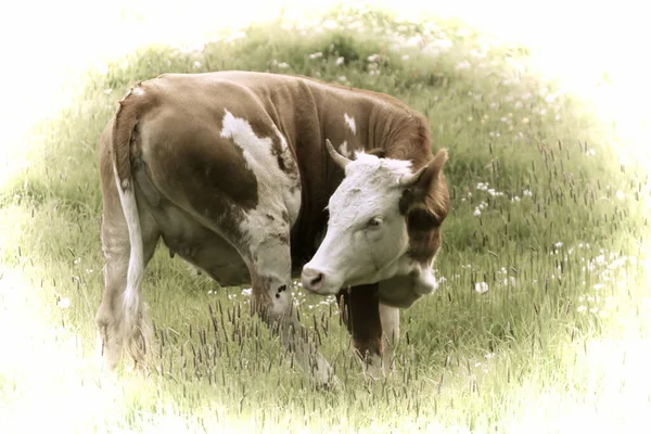 Oeuvre Art Une Belle Vache Broutant Dans Pâturage — Photo