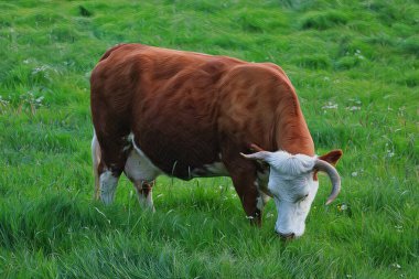 Sanat eseri - Otlakta otlayan güzel bir inek