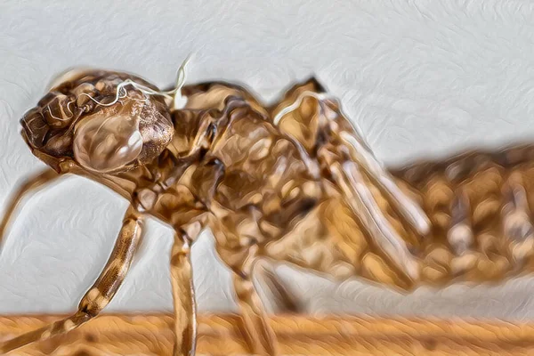 Obra Arte Primer Plano Una Larva Libélula Sobre Una Hoja — Foto de Stock