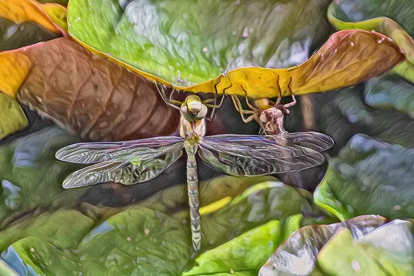 Obra Arte Close Uma Libélula Uma Almofada Lírio — Fotografia de Stock