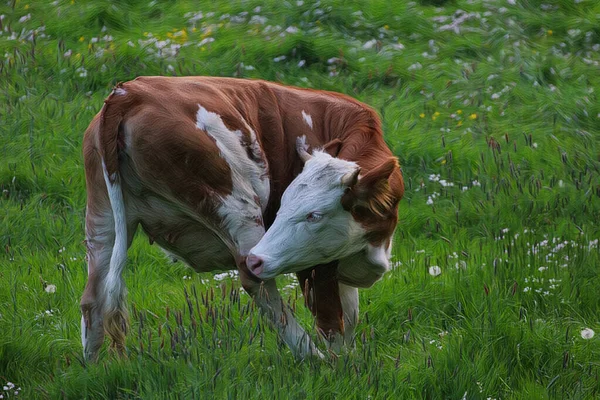 Obra Arte Una Hermosa Vaca Pastando Pasto —  Fotos de Stock