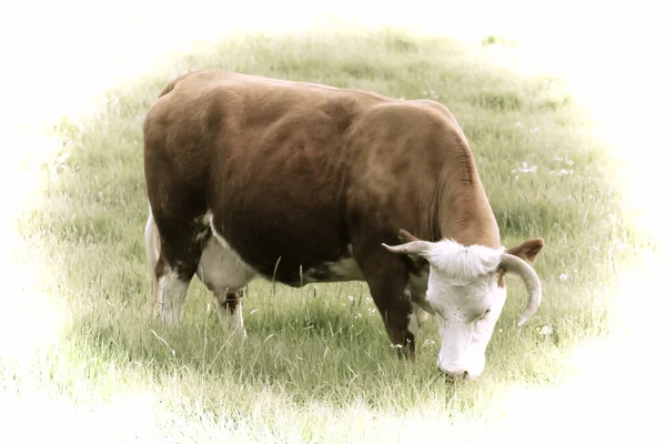 Τέχνη Μια Όμορφη Αγελάδα Βόσκηση Στο Βοσκότοπο — Φωτογραφία Αρχείου