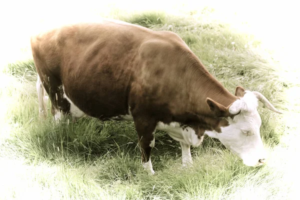 Obra Arte Uma Bela Vaca Pastando Pasto — Fotografia de Stock