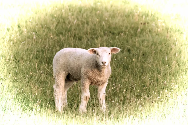 Kunstwerk Een Prachtig Jong Schaap Grazen Wei — Stockfoto