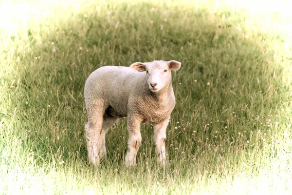 Kunstwerk Een Prachtig Jong Schaap Grazen Wei — Stockfoto