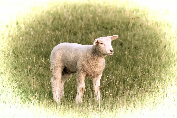 艺术品 一只美丽的小羊在牧场上吃草 — 图库照片