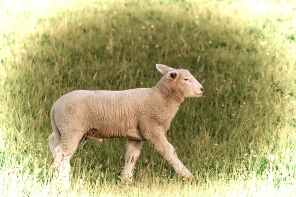 Kunstwerk Een Prachtig Jong Schaap Grazen Wei — Stockfoto