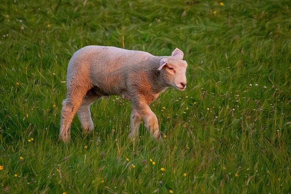 Kunstwerk Een Prachtig Jong Schaap Grazen Wei — Stockfoto