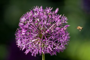 Baharda bahçede güzel bir çiçeğe yaklaş.