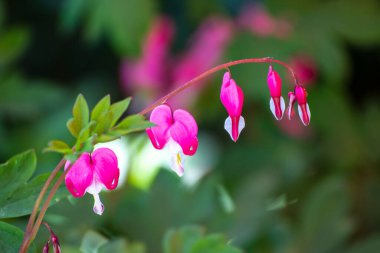 Baharda bahçede güzel bir çiçeğe yaklaş.