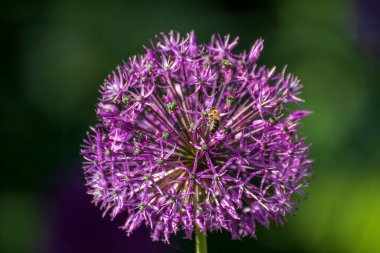Baharda bahçede güzel bir çiçeğe yaklaş.