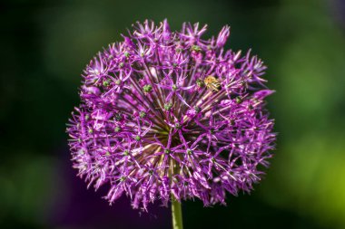 Baharda bahçede güzel bir çiçeğe yaklaş.