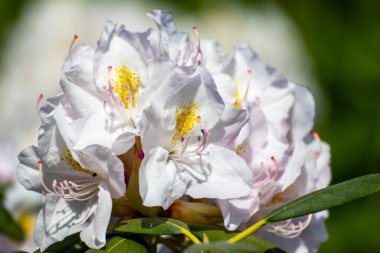 Baharda bahçede güzel bir çiçeğe yaklaş.