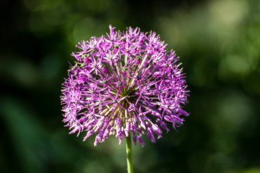Baharda bahçede güzel bir çiçeğe yaklaş.