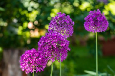 Baharda bahçede güzel bir çiçeğe yaklaş.