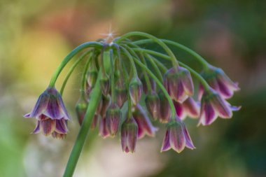Baharda bahçede güzel bir çiçeğe yaklaş.