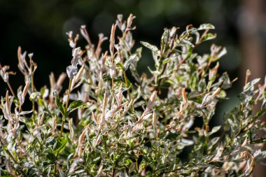 Baharda bahçede güzel bir çiçeğe yaklaş.