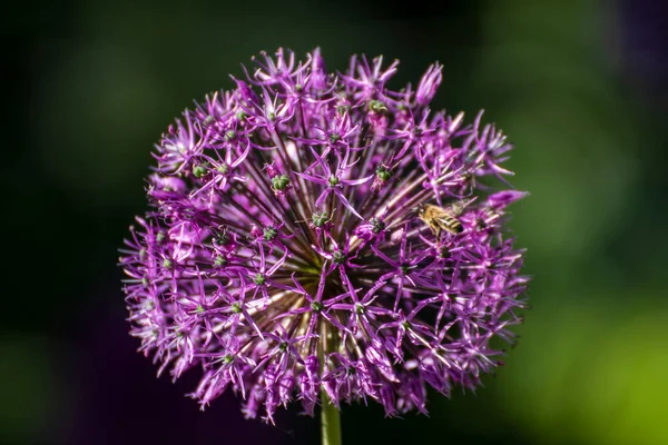 Närbild Vacker Blomma Trädgården Våren — Stockfoto