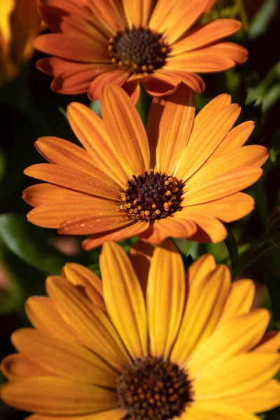 Zblízka Krásné Květiny Zahradě Jaře — Stock fotografie