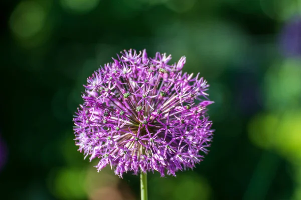 Närbild Vacker Blomma Trädgården Våren — Stockfoto