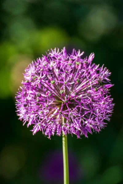 Närbild Vacker Blomma Trädgården Våren — Stockfoto