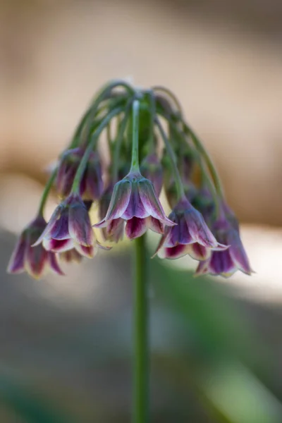 Baharda Bahçede Güzel Bir Çiçeğe Yaklaş — Stok fotoğraf