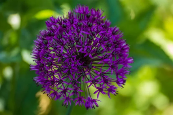 Close Uma Bela Flor Jardim Primavera — Fotografia de Stock