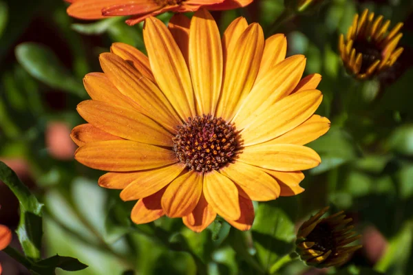 Gros Plan Une Belle Fleur Dans Jardin Printemps — Photo