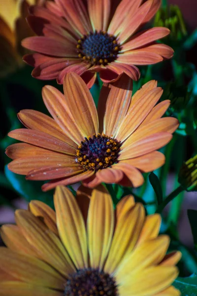 Tavasszal Közel Egy Gyönyörű Virághoz Kertben — Stock Fotó