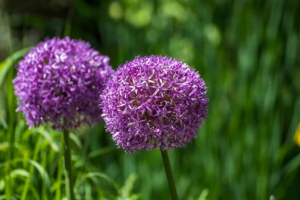 Närbild Vacker Blomma Trädgården Våren — Stockfoto