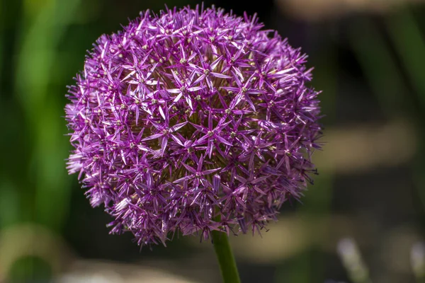 Närbild Vacker Blomma Trädgården Våren — Stockfoto