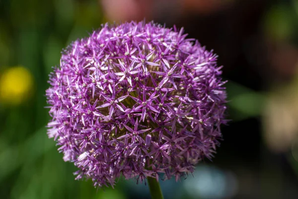 Närbild Vacker Blomma Trädgården Våren — Stockfoto
