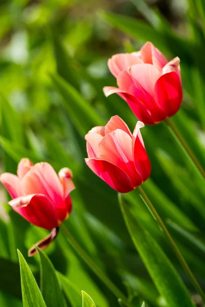 Красивые нежные розовые тюльпаны на клумбе — стоковое фото