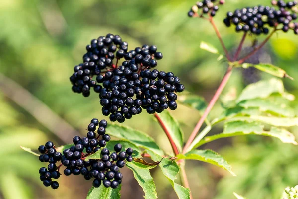 Forest black elderberry, shrub with berries — Stock Photo, Image