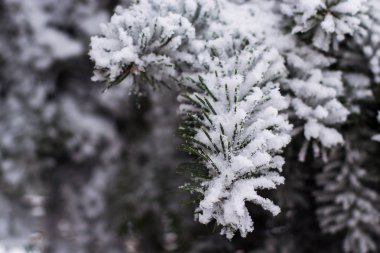 Ağacın içinde kar kristalleri