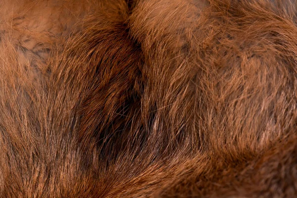 Şık ve lüks Kızıl tilki kürk