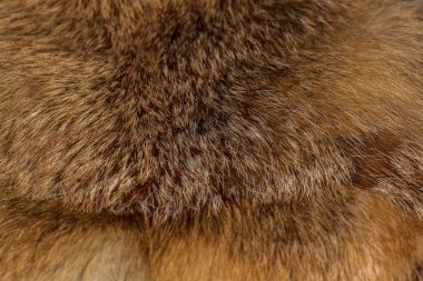 Şık ve lüks Kızıl tilki kürk