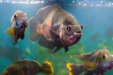 Büyük akvaryum balık Akar tür balık tarafından çevrili Astronotus