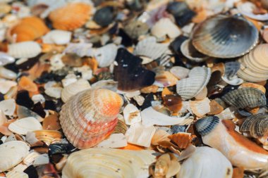 Altında belgili tanımlık deniz deniz kabukları