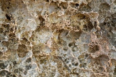 Kızıldeniz kıyısında taşlaşmış mercan