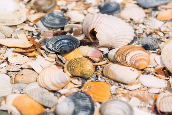 Shells Sea Sea — Stock Photo, Image